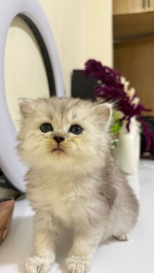 British longhair silver shaded mâle