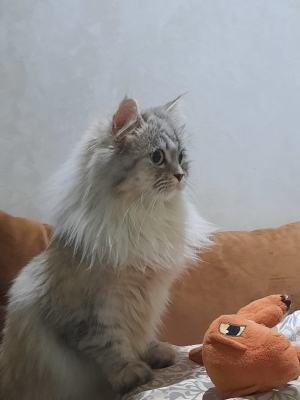 Recherche mâle pour accouplement