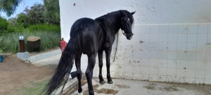 CHEVAL