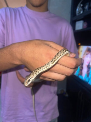 serpent couleuvre